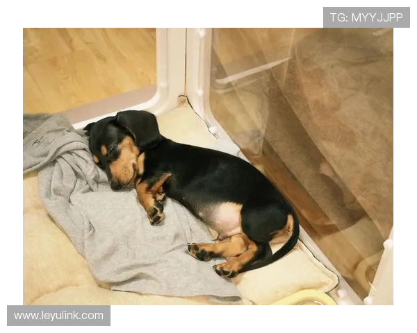 埃琳·安德森家的狗都比你我活得精致