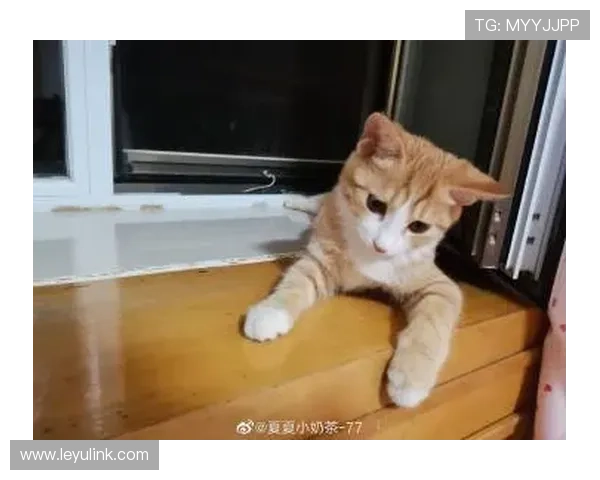 张琳芃家的狗吃的都比我一个月工资还贵